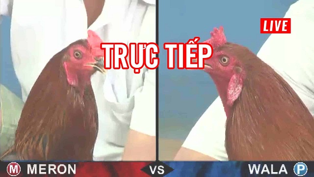 da-ga-truc-tiep