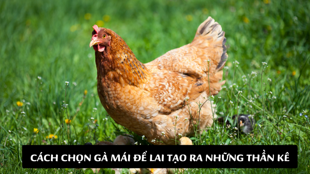 Bật Mí Cách Chọn Gà Mái Để Lai Tạo Ra Những Thần Kê