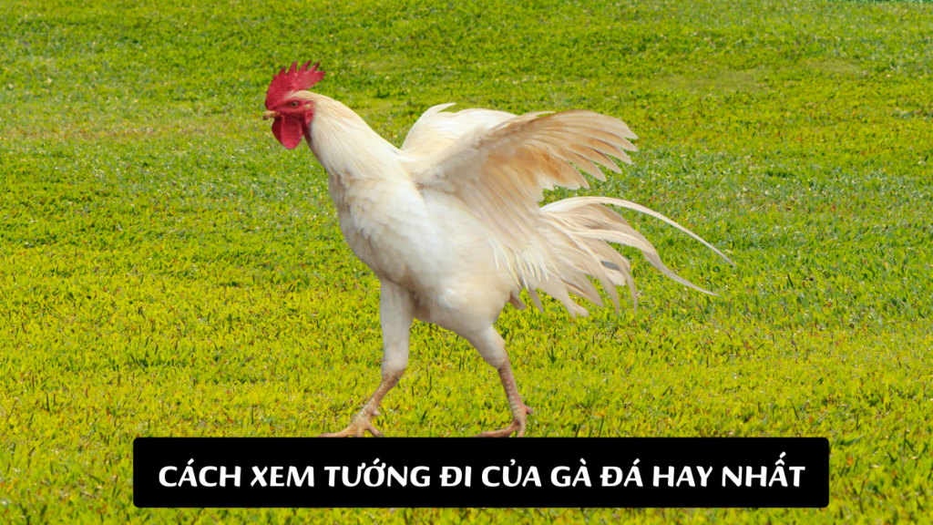 Cách Xem Tướng Đi Của Gà Đá Hay Nhất